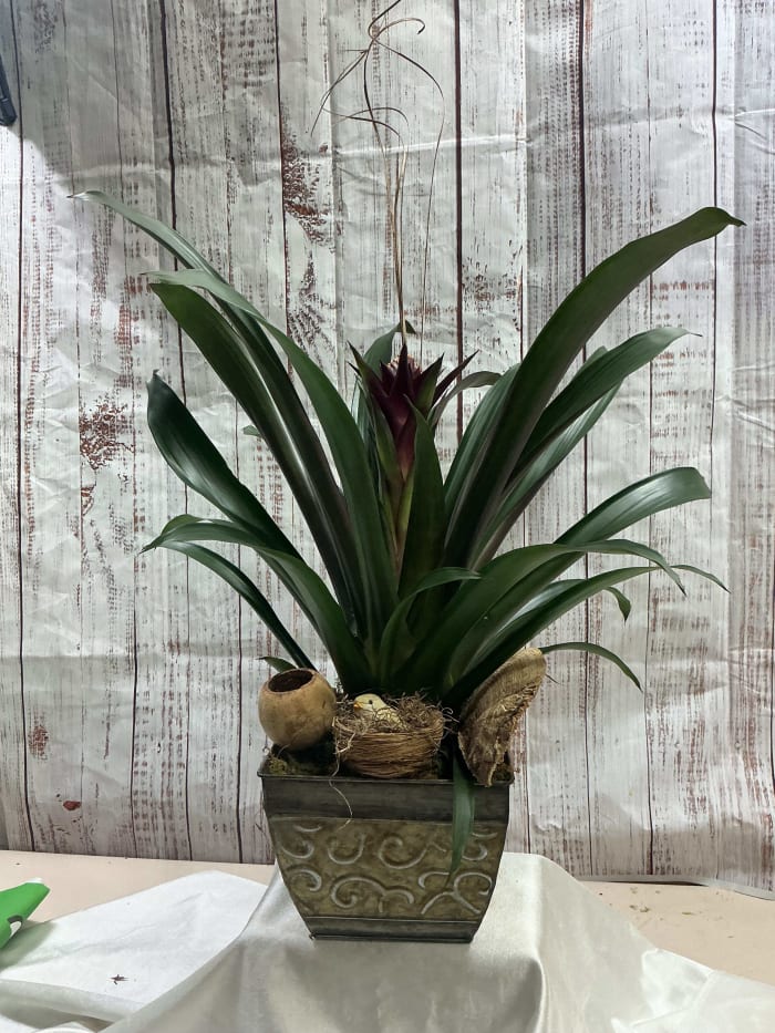 Bromeliad Plant in Tin