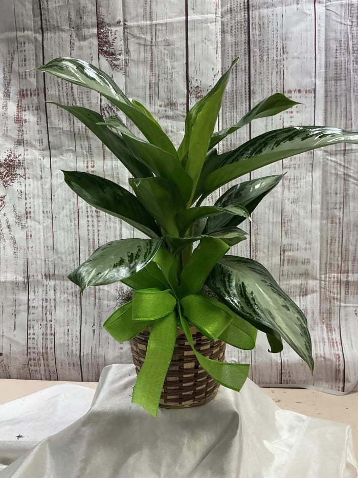 Aglaonema Silver Queen Plant