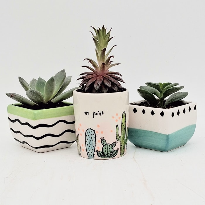 Cute Potted Succulents