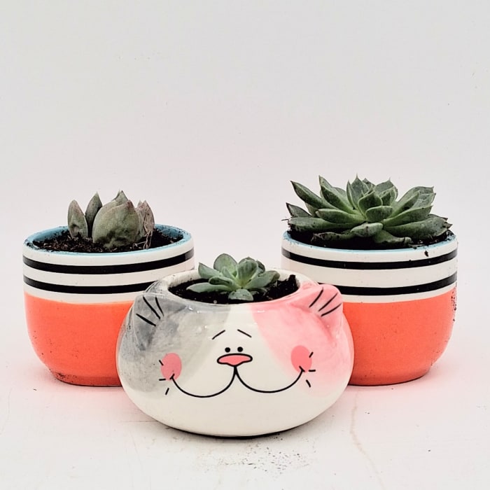 Cute Succulents w Pot