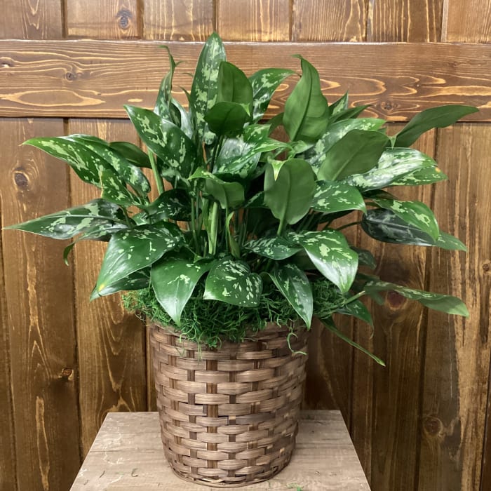8" Emerald Bay Aglaonema Plant