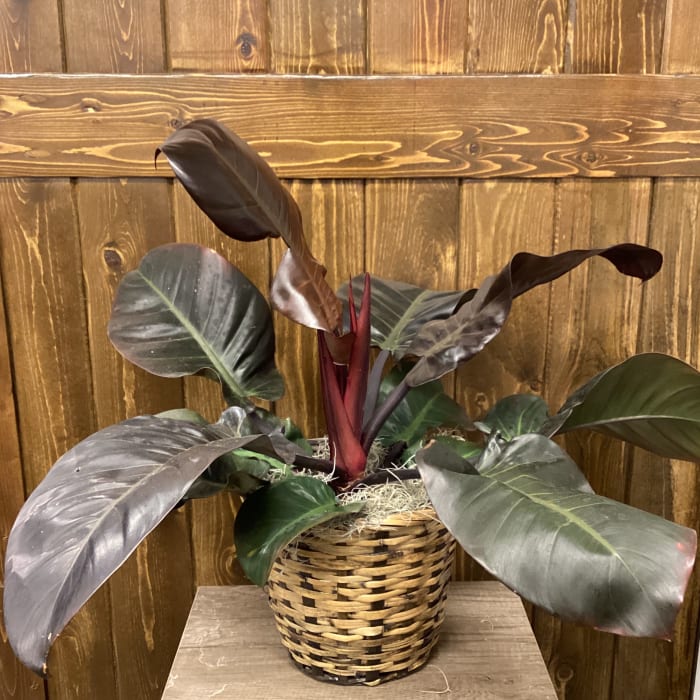 8" Black Cardinal Philodendron