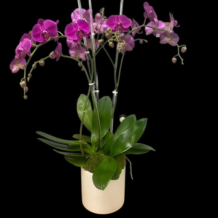 Pink Triple Orchid Planter