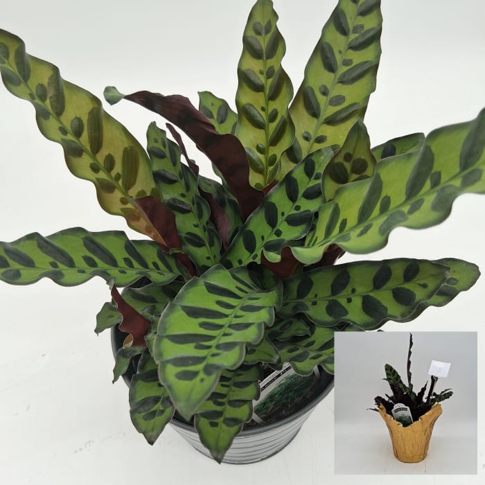 Rattlesnake Calathea