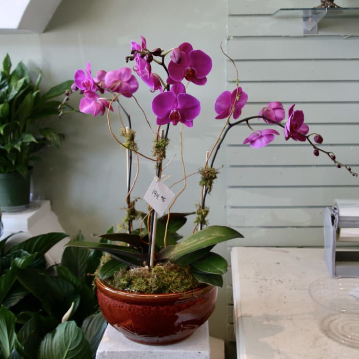 Fuschia Orchid Garden