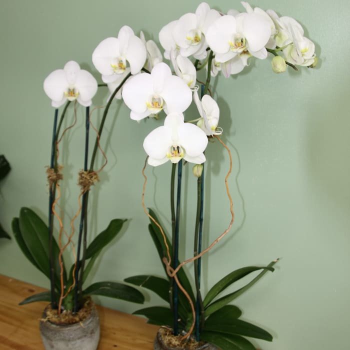 Elegant Orchid