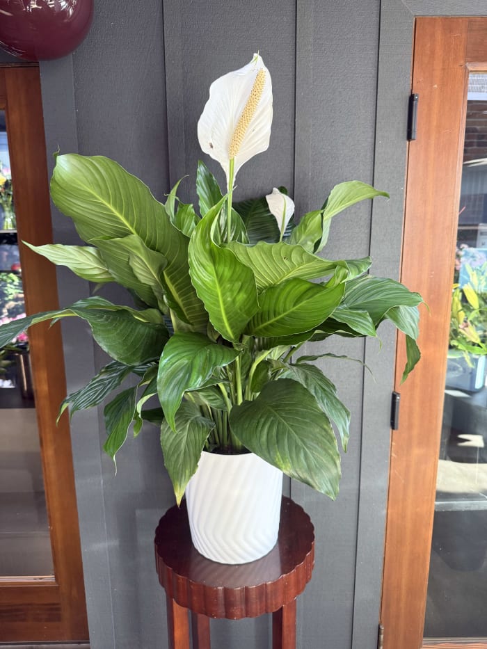 Peace Lily