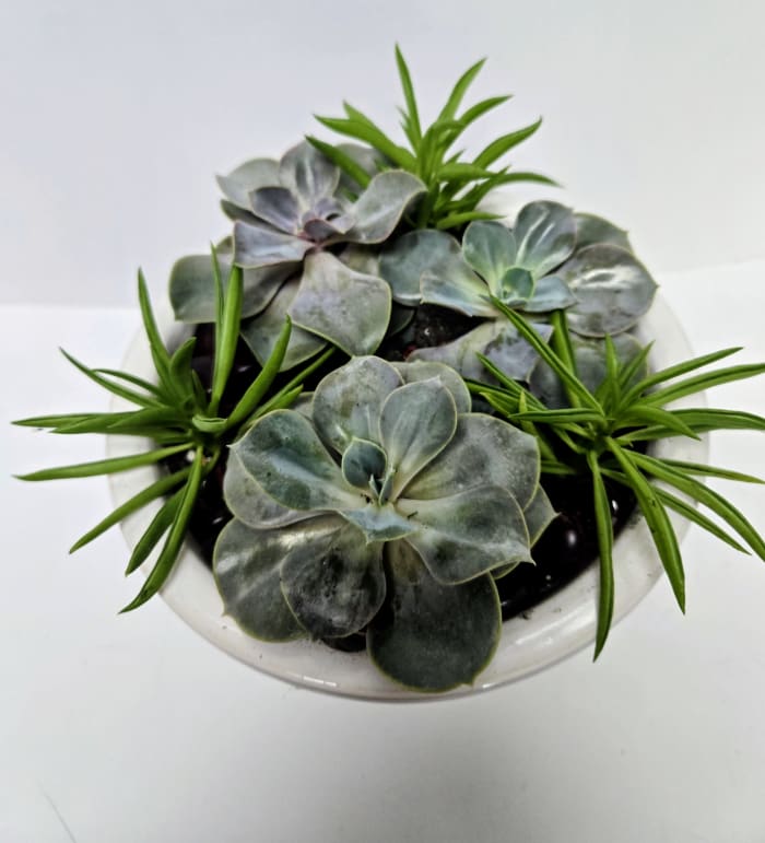 Potted Succulent $75