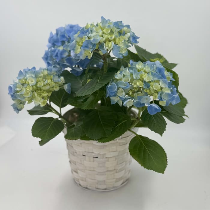 Hydrangea 6" Pot