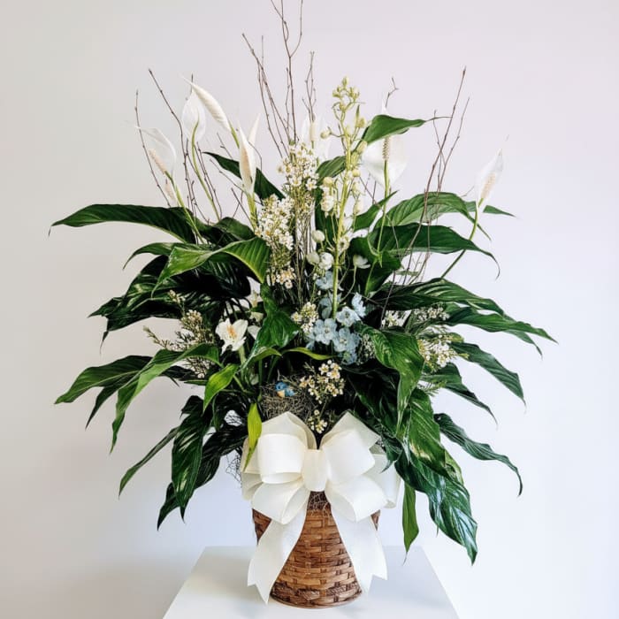 Sympathy Peace Lily