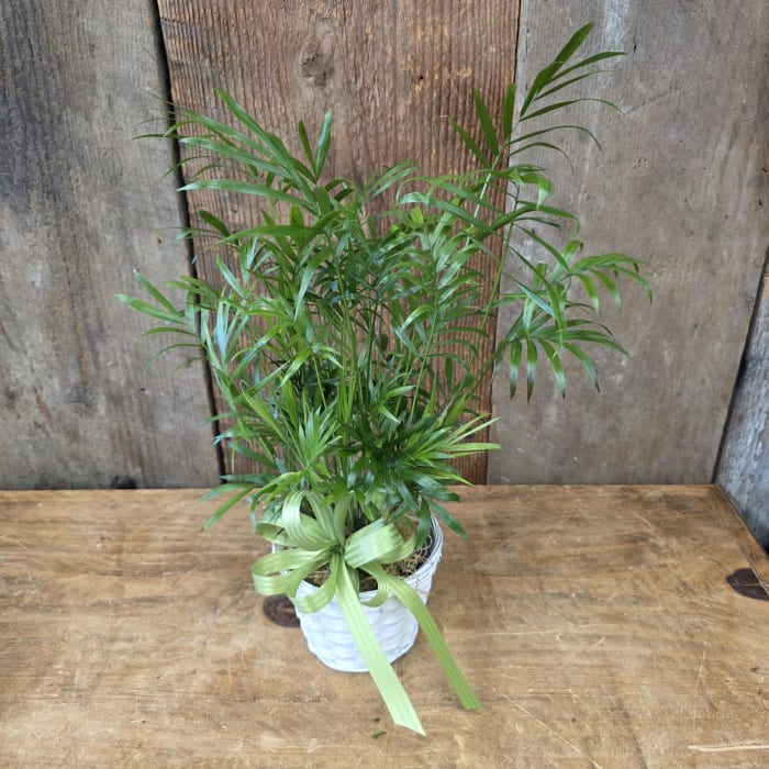 Green Plant Basket 4"