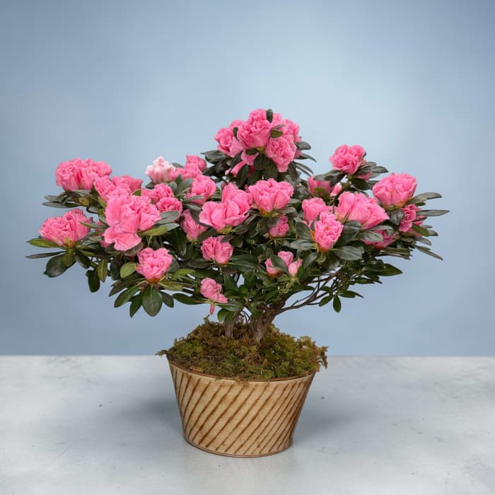 Azalea Bush