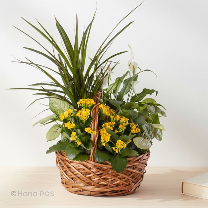 Blooming Dish Garden