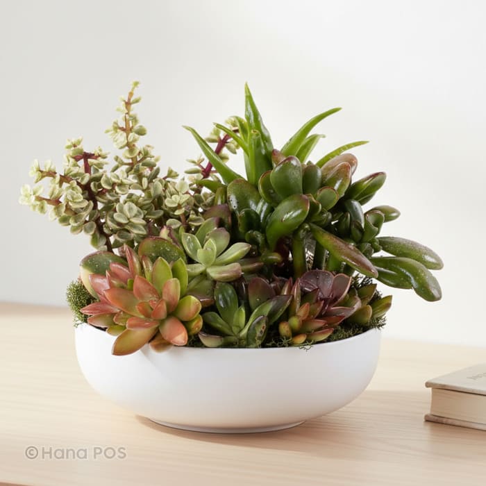Succulent Garden