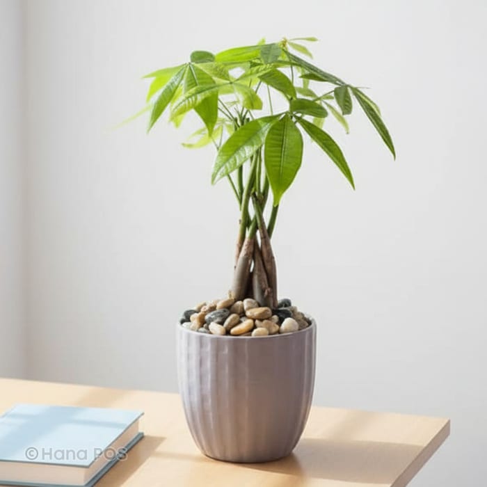 Money Tree