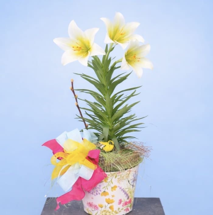 Easter Lily- Easter Fancy!