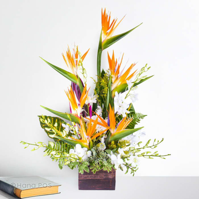 Birds of Paradise