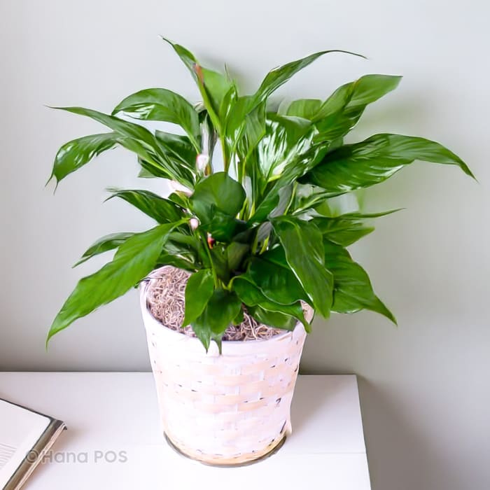 Sympathy Peace Lily - 6", 8", 10"