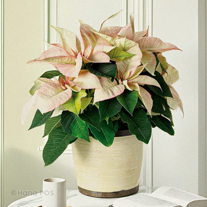 Pink Poinsettia