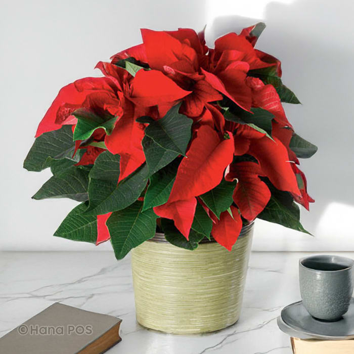 Red Poinsettia