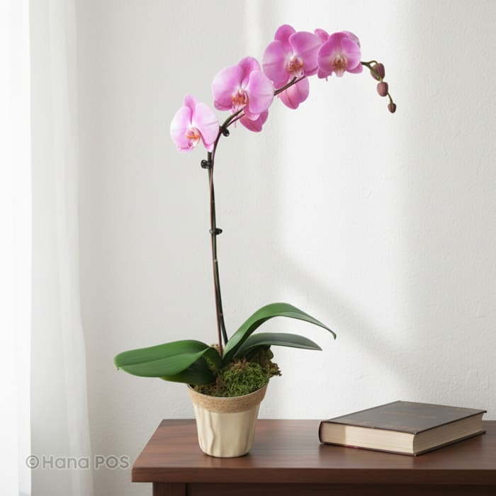 Pink Orchid Plant