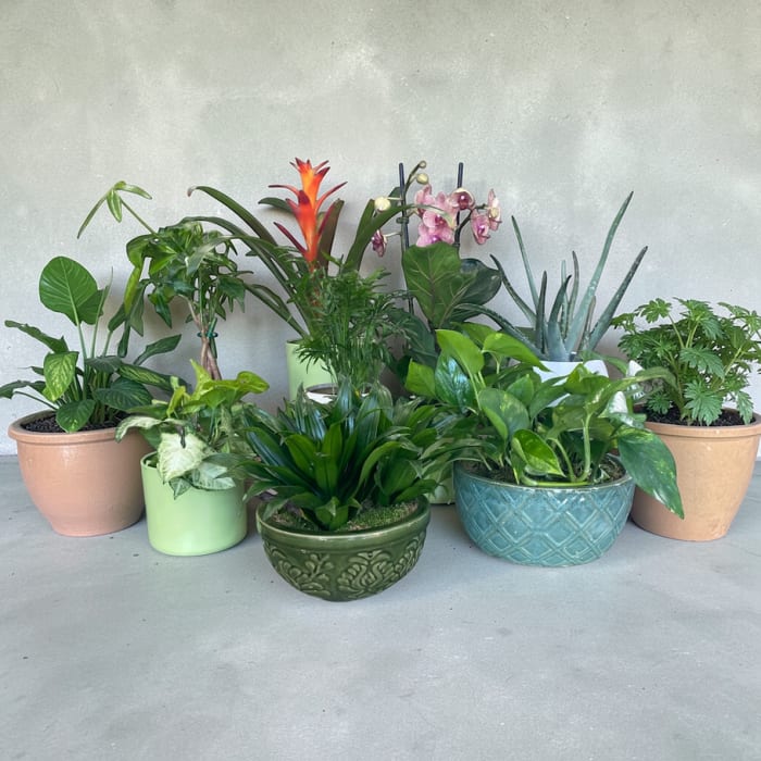 Designer’s Choice House Plant
