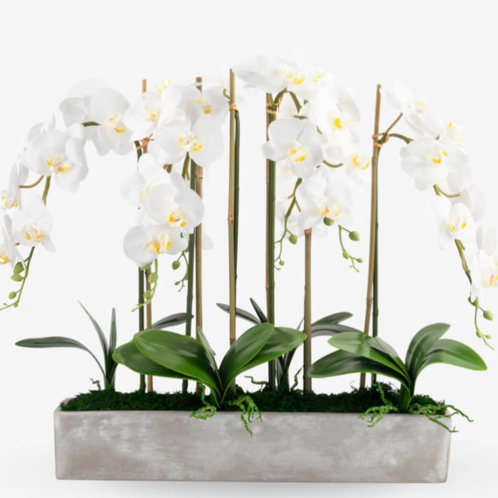 Elegant 4 Stem Orchid