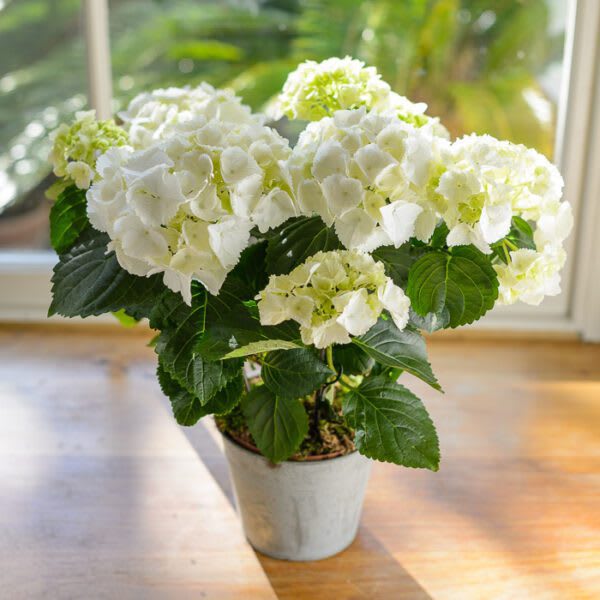 8" White Hydrangea Plant