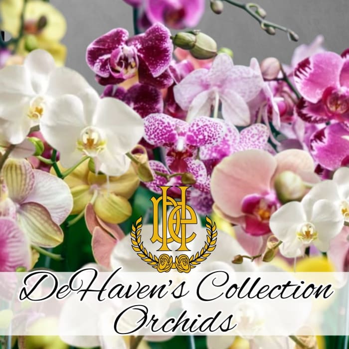 DeHaven's Collection Orchid Plants