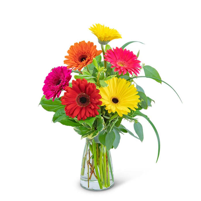 Sunny Gerbera