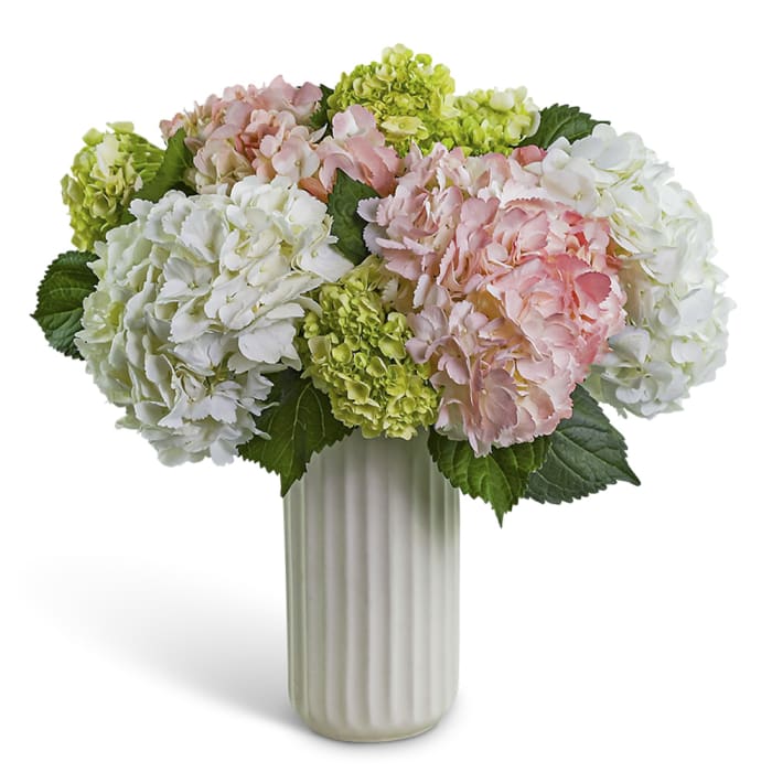 Hydrangea Aura
