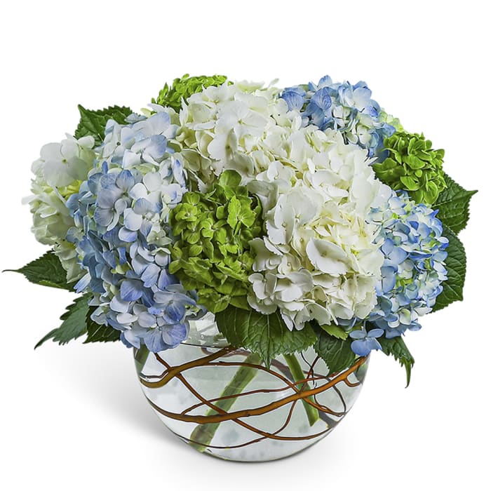 Hydrangea Heaven