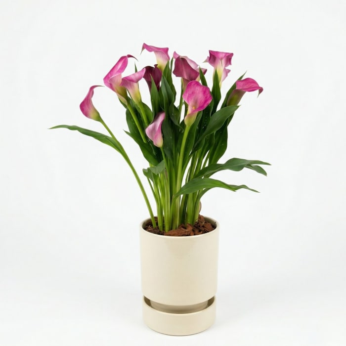 CALLA LILY
