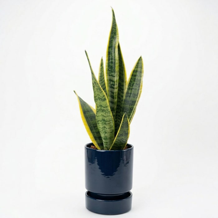 SANSEVIERIA (SNAKE PLANT)