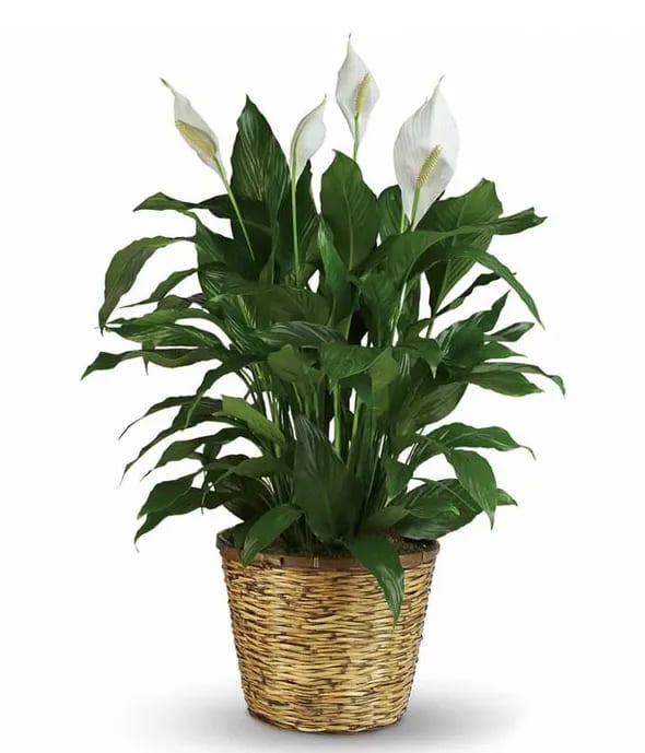 24 Hour Peace Lily Rental