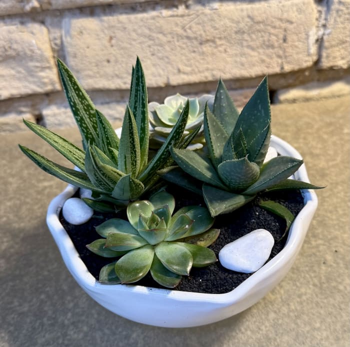 Ceramic Succulent Garden