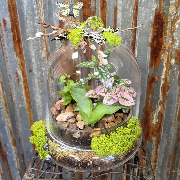 Terrariums - Plants & Botanicals