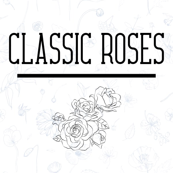 Classic Roses