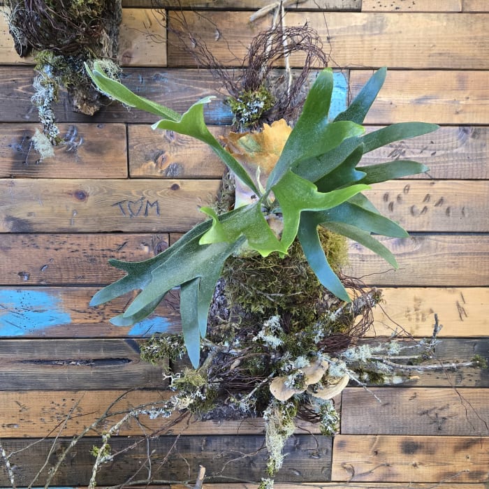 Natural Staghorn Wall Hanger