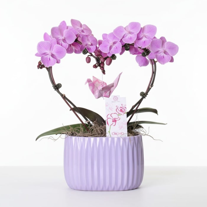 Heart Orchid in 6" Ceramic Pot