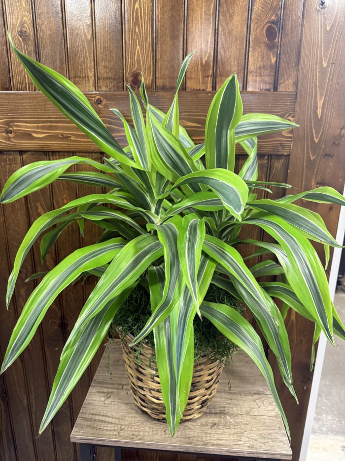 Warneckii Plant