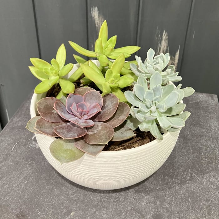 White succulent dish garden