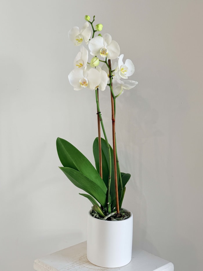 White Orchid