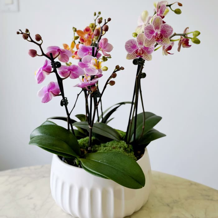 Colourful Mini Orchid Bowl