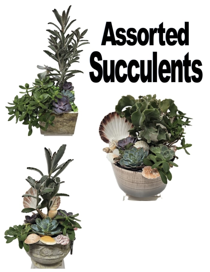 Assorted Succulents