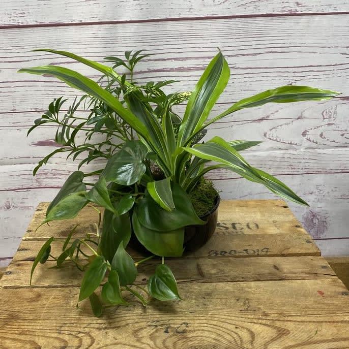 Dish Garden in Ceramic Container