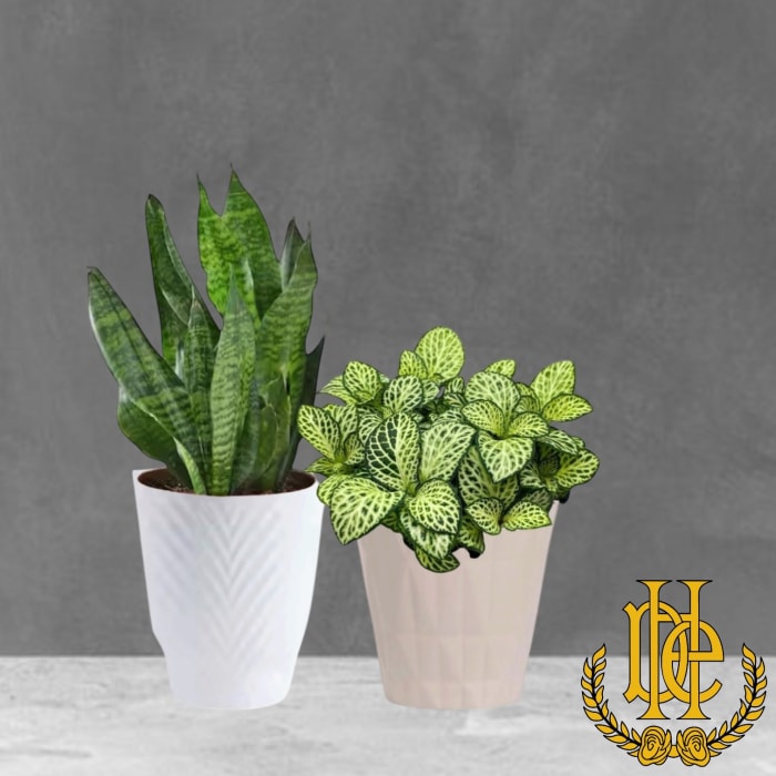 Desktop Green Plants