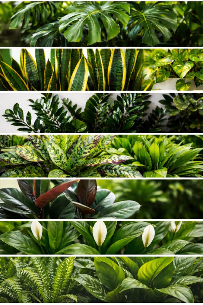 Green Plant Deal of the Day