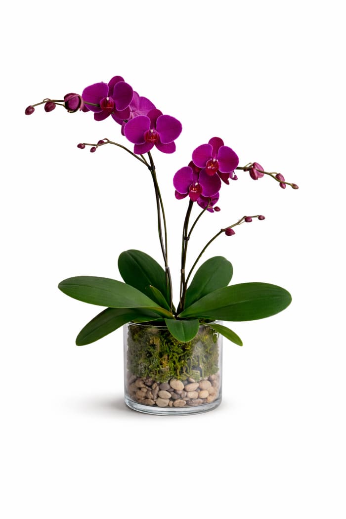 Violet Grace Orchid