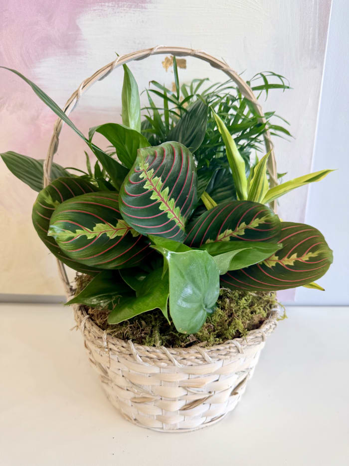 Zen Retreat Garden Mixed Basket